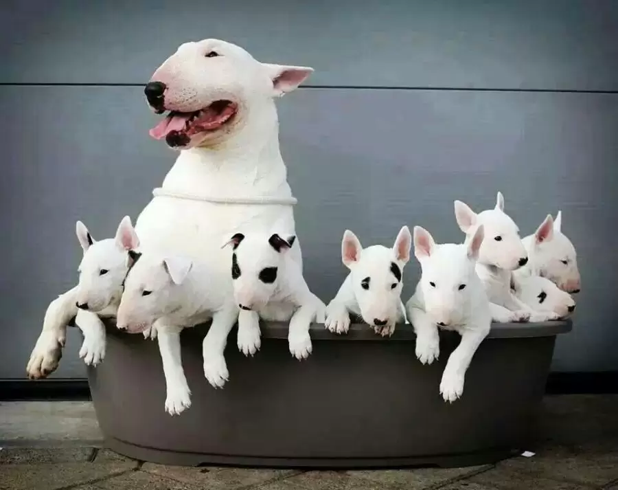 English bull terrier with puppies
